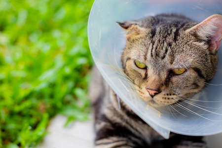 Cat that wear collar because it's infected with hematoma and relax in the lawn.の写真素材