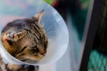 Cat that wear collar because it's infected with hematoma and relax in the lawn.の写真素材