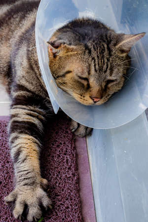 Cat that wear collar because it's infected with hematoma and relax in the lawn.の写真素材
