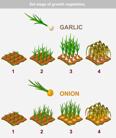 Set stage of growth vegetables. Garlic and onionのイラスト素材