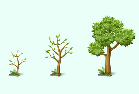 Set stage of growth tree in vectorのイラスト素材