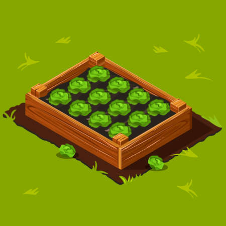 Vegetable Garden Wooden Box with Cabbage.のイラスト素材