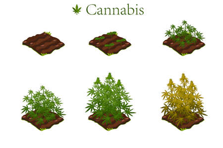 The cultivation of cannabis and marijuana in the stages of growth. Set of land with narcotic grass.のイラスト素材