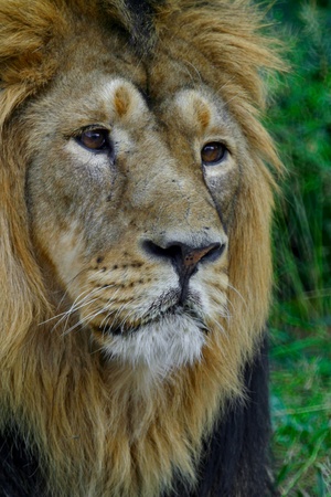lion tsar of animals, an animal a predator a mane of an eye a sight attention cat Sticky Wordsの写真素材