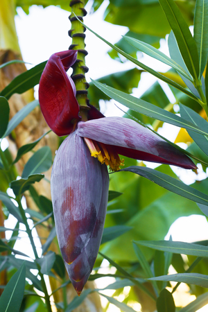 flowering bananaの写真素材