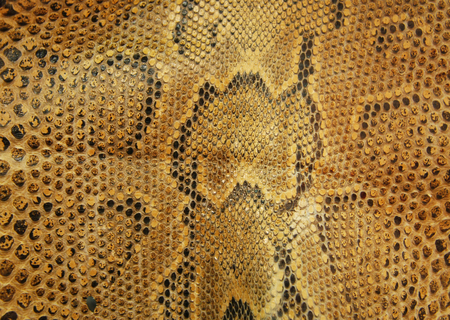 snake skinの写真素材
