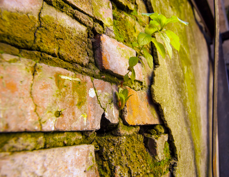 Old brick wall with green sproutsの写真素材