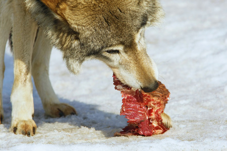 wolf eats meatの写真素材