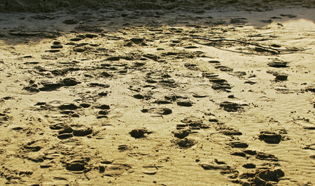 Footprints in the sandの写真素材