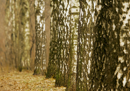 Birch Alleyの写真素材