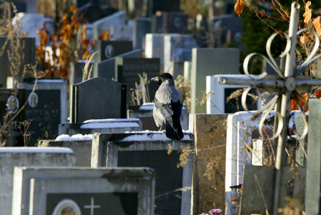 Crow on a gravestoneの写真素材
