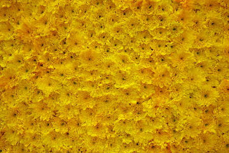 carpet of flowersの写真素材