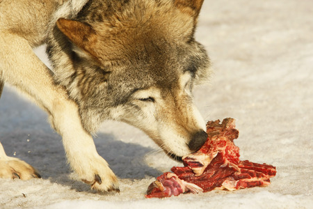 wolf eats meatの写真素材