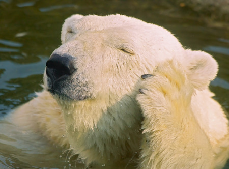 White bearの写真素材