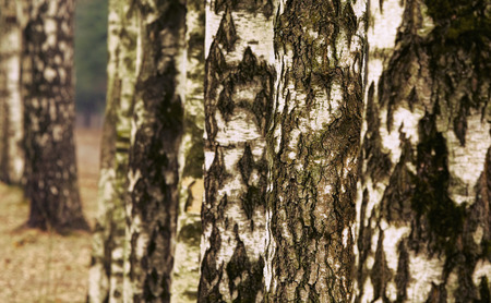 Birch Alleyの写真素材