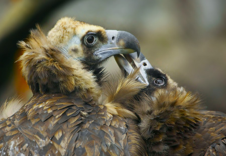 two lovers eagleの写真素材
