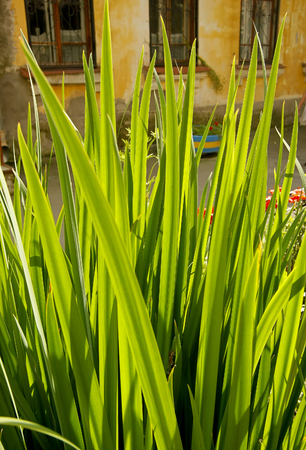green grassの写真素材