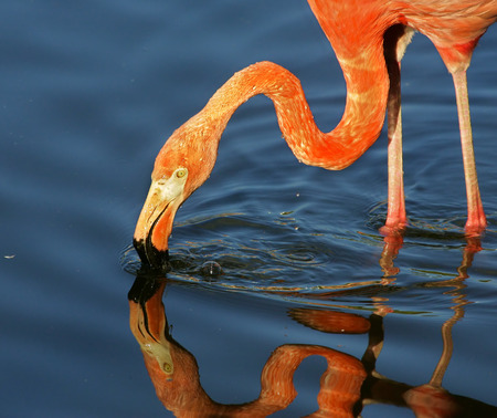 Flamingoの写真素材