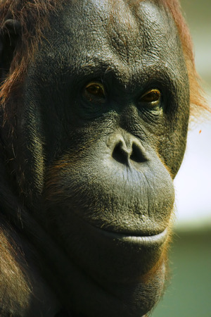 Orangutanの写真素材