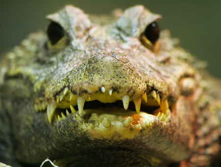 Crocodileの写真素材