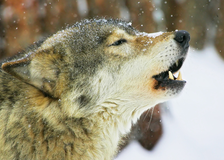 song of the wolf