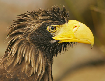 StellerÂ´s sea-eagle (Haliaeetus pelagicus)の写真素材