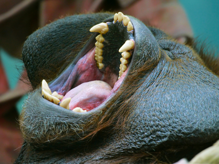 shouting orangutanの写真素材