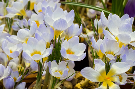 Crocus Recordの写真素材