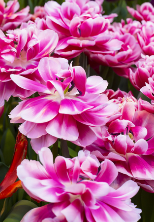 Tulip "Mariette"の写真素材
