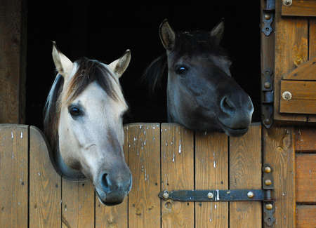 Horses in a stable.の写真素材