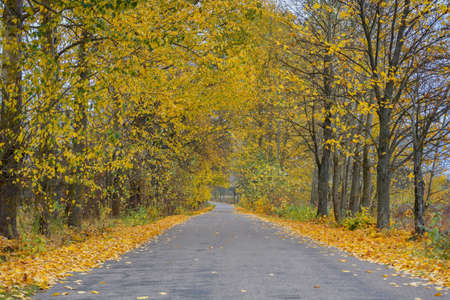 Autumn countryside road. Podlachia. Polandの写真素材