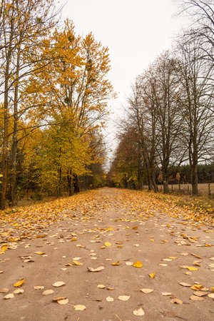 Autumn way with yellow trees . Podlachia. Polandの写真素材