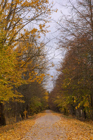 Autumn way with yellow trees on both sides. Podlachia. Polandの写真素材