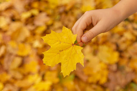 Yellow autumn leaf. Leaf in a child's hand on the background of autumn leaves. Background from yellow autumn leaves.の写真素材