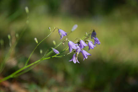Campanula patula. Spreading bellflower. Violet flower. Bluebell.の写真素材