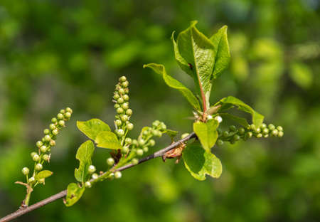 Bird cherry buds. in the distance a green background.の写真素材