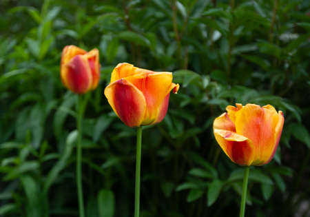 Orange tulips on the background of greenery.の写真素材