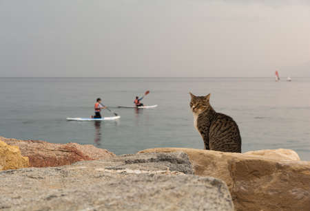 Cat on the background of the Red Sea. In the background two boys floating on boards. Eilat. Israel. の写真素材
