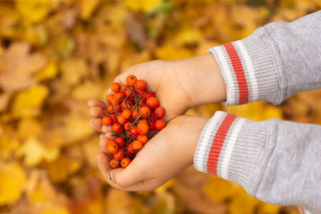 Rowan in childrens hands against the background of autumn leaves.の写真素材