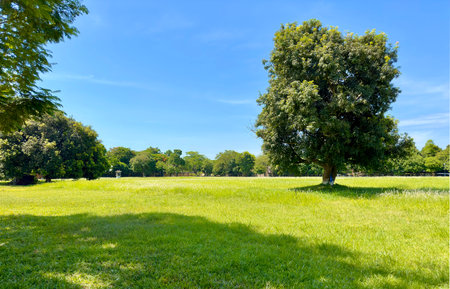 green grass and blue sky background, parkの写真素材