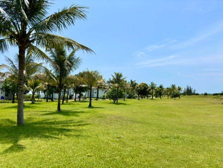 Green grass and palm trees in a park on a sunny day.の写真素材