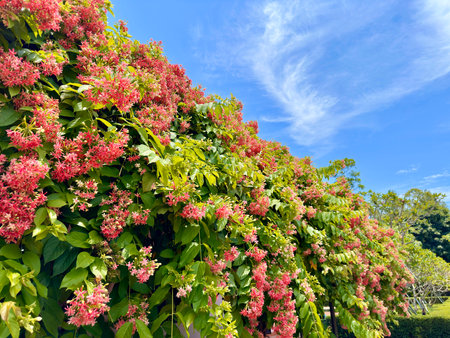 Worm flower scientific name is Combretum Indicum in the garden with blue sky backgroundの写真素材