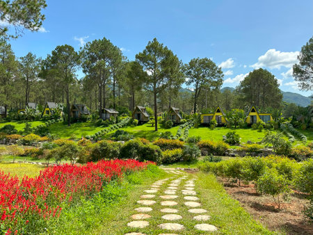 Beautiful garden in the pine forest on a sunny summer day, pine forest of Ang village, Moc Chau, Vietnamの写真素材