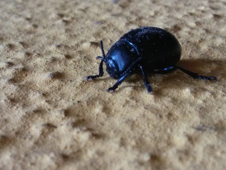 little cockroachの写真素材