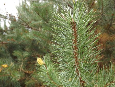 Photo of conifer in autumnの写真素材