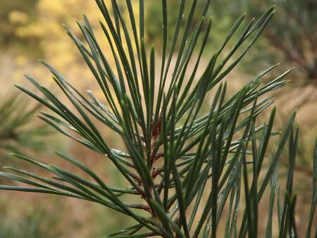 Photo of conifer in autumnの写真素材