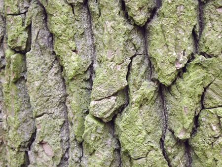 Background photo of tree barkの写真素材