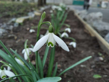 Snowdrop, primrose. Sparkling flowers. Beautiful flowers in early spring.の写真素材