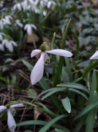 Snowdrop, primrose. Sparkling flowers. Beautiful flowers in early spring.の写真素材