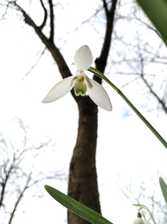 Snowdrop, primrose. Sparkling flowers. Beautiful flowers in early spring.の写真素材